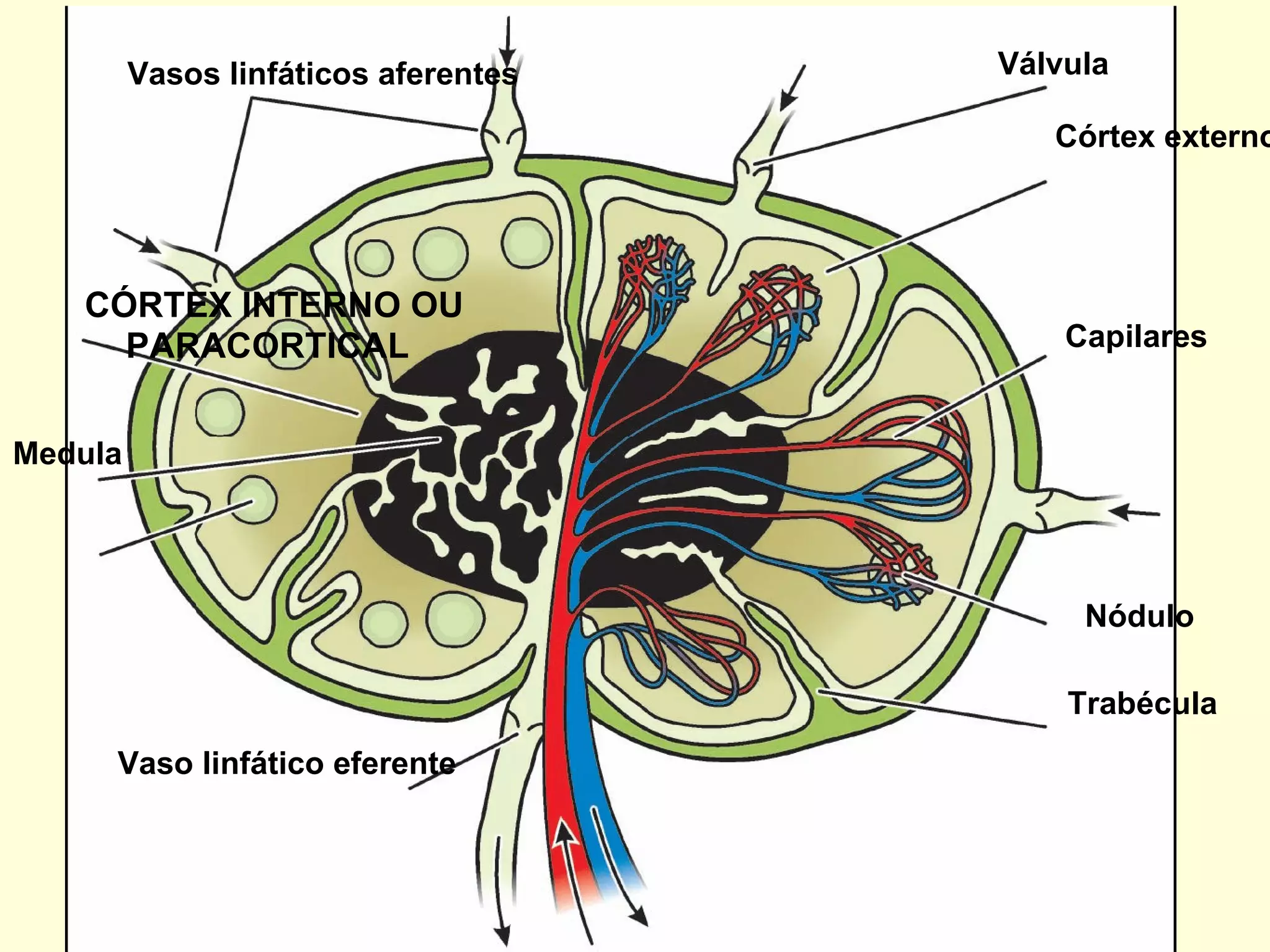 Vasos linfáticos aferentes Medula Válvula Nódulo Trabécula Capilares Córtex externo CÓRTEX INTERNO OU Vaso linfático eferente PARACORTICAL 