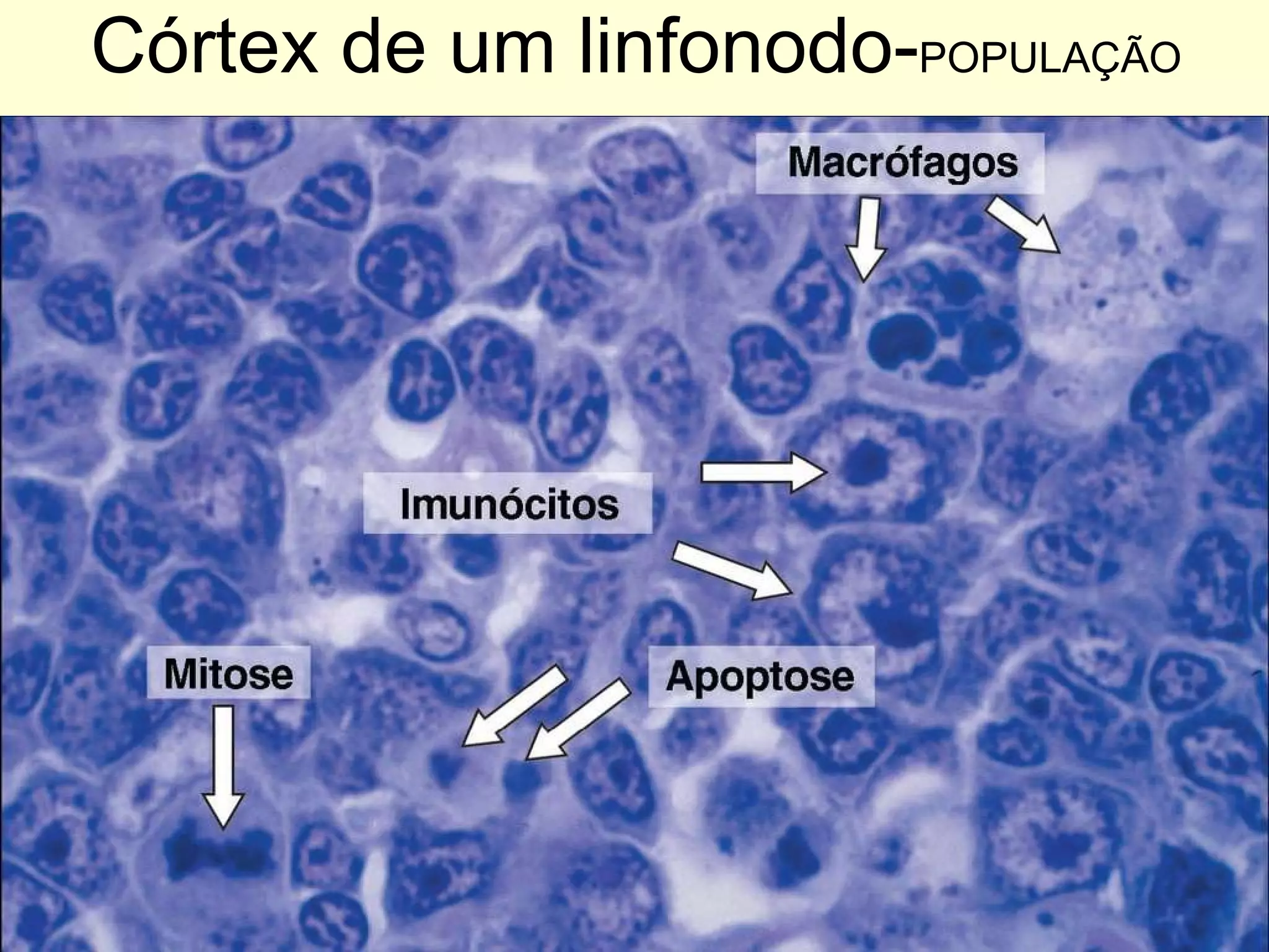 Córtex de um linfonodo- POPULAÇÃO 