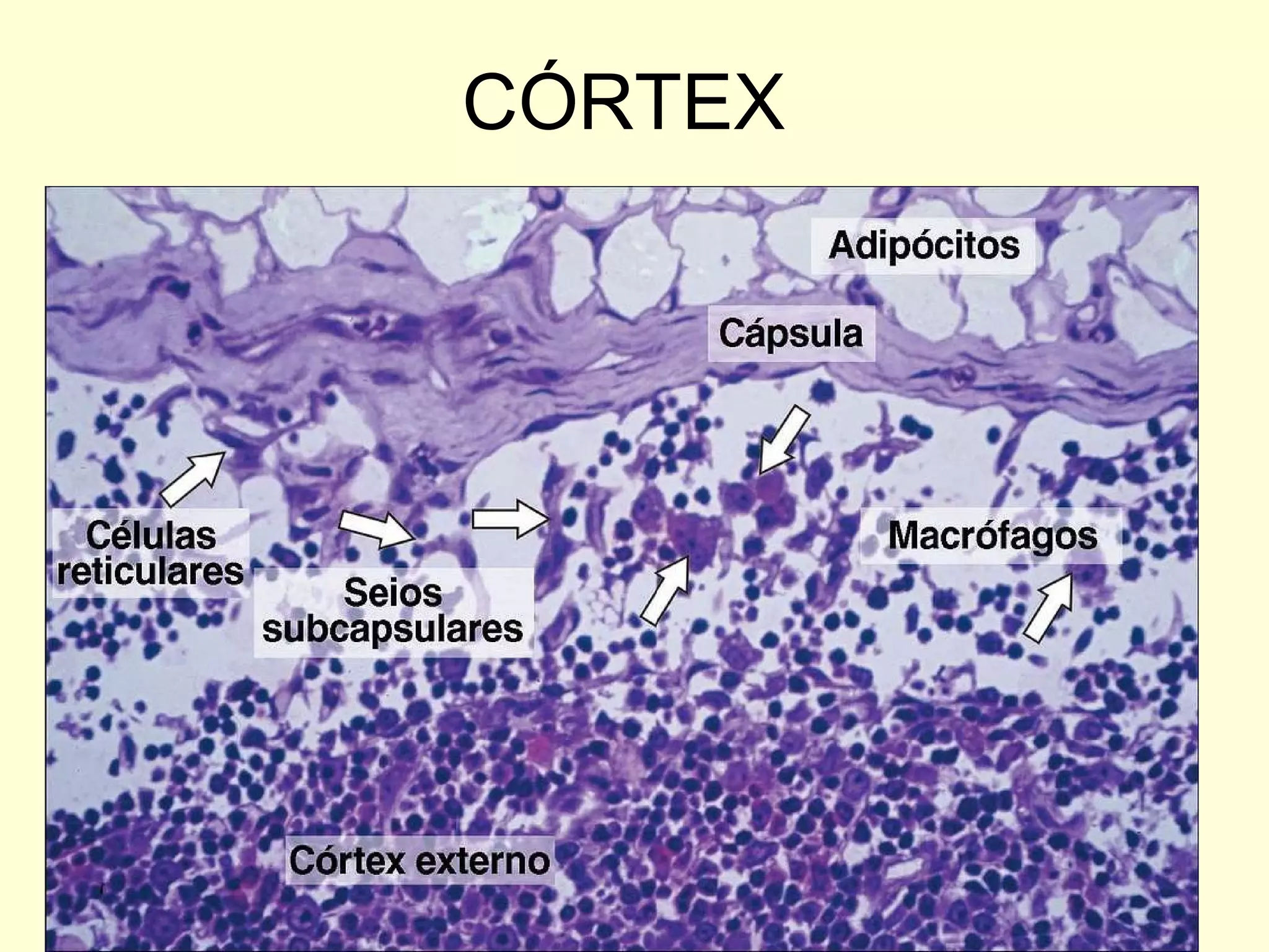 CÓRTEX  