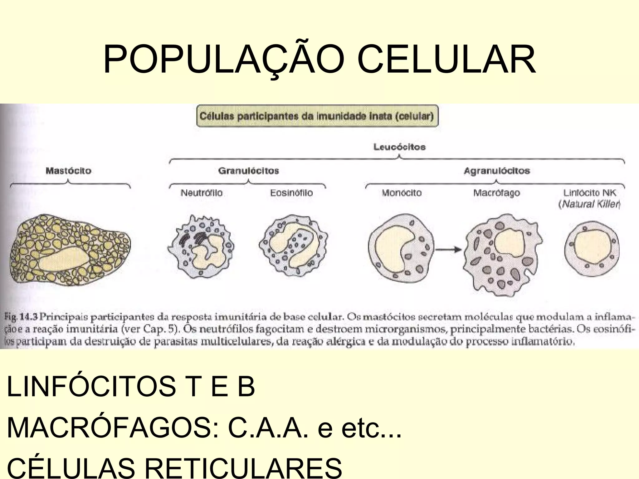 POPULAÇÃO CELULAR LINFÓCITOS T E B MACRÓFAGOS: C.A.A. e etc... CÉLULAS RETICULARES 