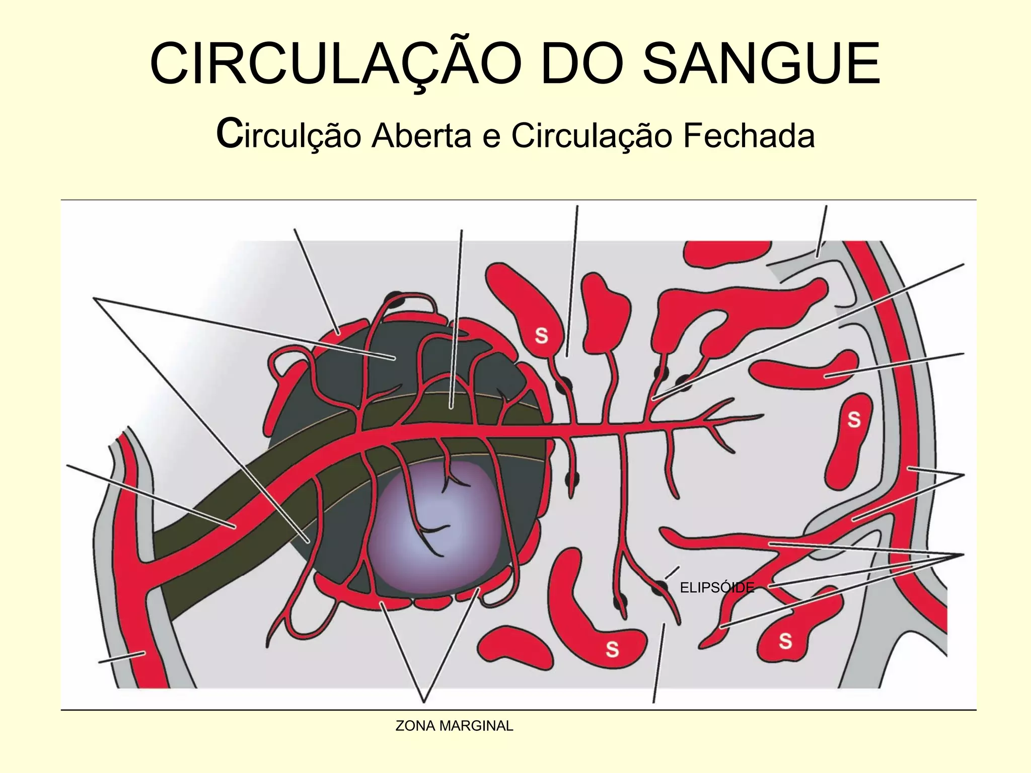 CIRCULAÇÃO DO SANGUE c irculção Aberta e Circulação Fechada ELIPSÓIDE ZONA MARGINAL 
