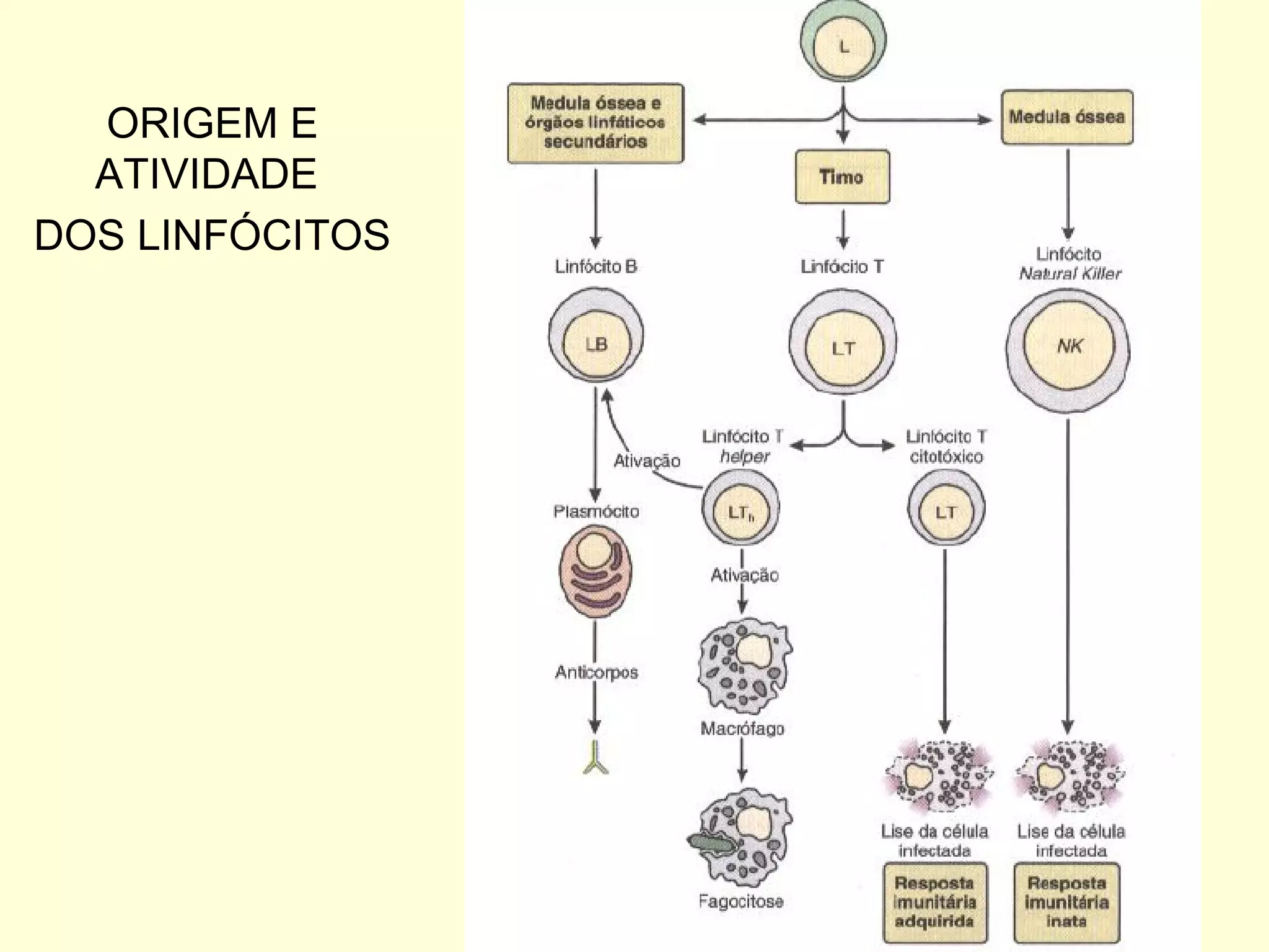 ORIGEM E ATIVIDADE  DOS LINFÓCITOS 