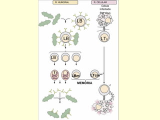 R. HUMORAL R. CELULAR LB P LT c LB LB Célula infectada Por vírus LBm LTcm MEMÓRIA  