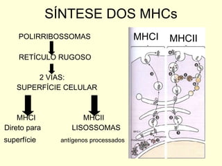 SÍNTESE DOS MHCs POLIRRIBOSSOMAS RETÍCULO RUGOSO 2 VIAS: SUPERFÍCIE CELULAR MHCI  MHCII Direto para  LISOSSOMAS superfície   antígenos processados MHCI MHCII 