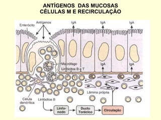 ANTÍGENOS  DAS MUCOSAS CÉLULAS M E RECIRCULAÇÃO 