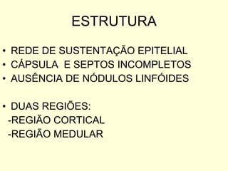 ESTRUTURA REDE DE SUSTENTAÇÃO EPITELIAL CÁPSULA  E SEPTOS INCOMPLETOS AUSÊNCIA DE NÓDULOS LINFÓIDES  DUAS REGIÕES: -REGIÃO CORTICAL -REGIÃO MEDULAR 