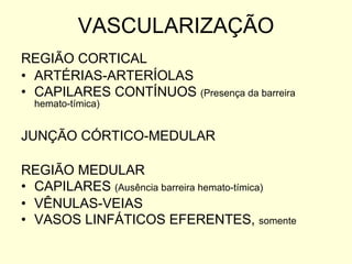 VASCULARIZAÇÃO REGIÃO CORTICAL ARTÉRIAS-ARTERÍOLAS CAPILARES CONTÍNUOS  (Presença da barreira hemato-tímica) JUNÇÃO CÓRTICO-MEDULAR REGIÃO MEDULAR CAPILARES  (Ausência barreira hemato-tímica) VÊNULAS-VEIAS VASOS LINFÁTICOS EFERENTES,  somente 