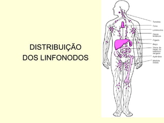DISTRIBUIÇÃO DOS LINFONODOS 