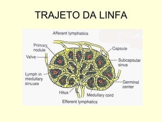 TRAJETO DA LINFA 