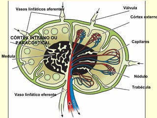 Vasos linfáticos aferentes Medula Válvula Nódulo Trabécula Capilares Córtex externo CÓRTEX INTERNO OU Vaso linfático eferente PARACORTICAL 