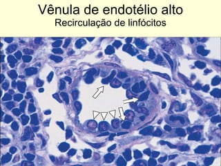 Vênula de endotélio alto Recirculação de linfócitos 