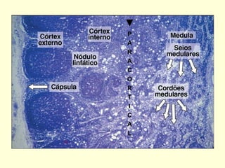 ▼ P A R A C O R T I C A L 