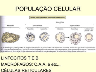POPULAÇÃO CELULAR LINFÓCITOS T E B MACRÓFAGOS: C.A.A. e etc... CÉLULAS RETICULARES 