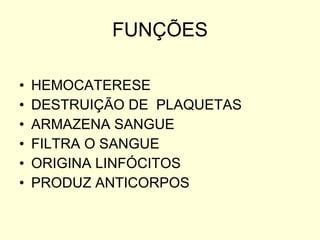FUNÇÕES HEMOCATERESE DESTRUIÇÃO DE  PLAQUETAS ARMAZENA SANGUE FILTRA O SANGUE ORIGINA LINFÓCITOS PRODUZ ANTICORPOS 