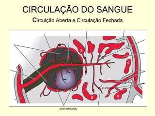 CIRCULAÇÃO DO SANGUE c irculção Aberta e Circulação Fechada ELIPSÓIDE ZONA MARGINAL 