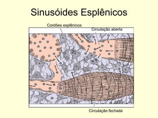 Sinusóides Esplênicos Circulação fechada Circulação aberta Cordões esplênicos 