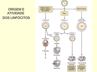 ORIGEM E ATIVIDADE  DOS LINFÓCITOS 