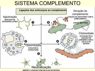 SISTEMA COMPLEMENTO Ligações dos anticorpos ao complemento Neutralização IMPEDE A LIGAÇÃO COM CÉLULAS DE DEFESA Aglutinação REDUÇÃO DE ANTÍGENOS LIVRES Opsonização FACILITAR A FAGOCITOSE Citotoxidade ATIVAÇÃO PELA LIGAÇÃO DO ANTÍGENO COM A CÉLULA DE DEFESA Ativação do complemento LIGAÇÃO DO ANTICORPO COM O COMPLEMENTO LISE DA BACTÉRIA V B T 