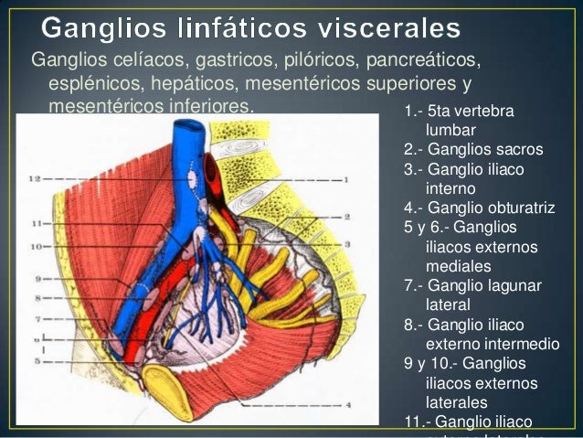 cadenas iliacas comunes sistema linf 225 tico cadenas iliacas comunes sistema linf 225 tico