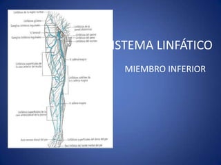 SISTEMA LINFÁTICO
   MIEMBRO INFERIOR
 