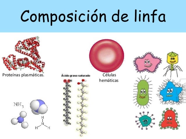 Sistema linfático