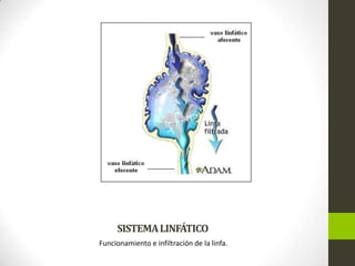 SISTEMA LINFÁTICO
Funcionamiento e infiltración de la linfa.

 