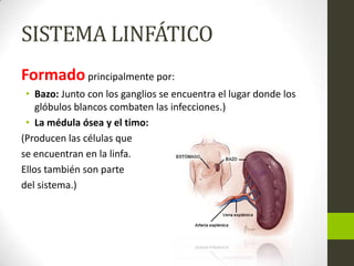 SISTEMA LINFÁTICO
Formado principalmente por:
• Bazo: Junto con los ganglios se encuentra el lugar donde los
glóbulos blancos combaten las infecciones.)
• La médula ósea y el timo:
(Producen las células que
se encuentran en la linfa.
Ellos también son parte
del sistema.)

 