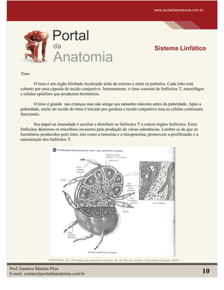 Timo
O timo é um órgão bilobado localizado atrás do esterno e entre os pulmões. Cada lobo está
coberto por uma cápsula de tecido conjuntivo. Internamente, o timo consiste de linfócitos T, macrófagos
e células epiteliais que produzem hormônios.
O timo é grande nas crianças mas não atinge seu tamanho máximo antes da puberdade. Após a
puberdade, muito do tecido do timo é trocado por gordura e tecido conjuntivo mas as células continuam
funcionais.
Seu papel na imunidade é auxiliar e distribuir os linfócitos T a outros órgãos linfócitos. Estes
linfócitos destroem os micróbios invasores pela produção de várias substâncias. Lembre se de que os
hormônios produzidos pelo timo, tais como a timosina e a timopoietina, promovem a proliferação e a
manutenção dos linfócitos T.
www.portaldaanatomia.com.br
Sistema Linfático
Prof. Gustavo Martins Pires
E-mail: contato@portaldaanatomia.com.br 10
(TORTORA, G.J. Principios de anatomia humana. 10. ed. Rio de Janeiro: Guanabara Koogan, 2007)
 