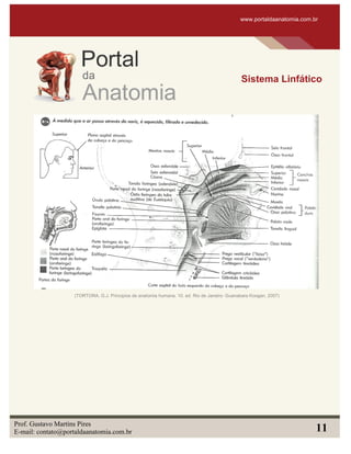 www.portaldaanatomia.com.br
Sistema Linfático
Prof. Gustavo Martins Pires
E-mail: contato@portaldaanatomia.com.br 11
(TORTORA, G.J. Principios de anatomia humana. 10. ed. Rio de Janeiro: Guanabara Koogan, 2007)
 
