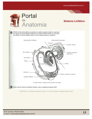 www.portaldaanatomia.com.br
Sistema Linfático
Prof. Gustavo Martins Pires
E-mail: contato@portaldaanatomia.com.br 13
(TORTORA, G.J. Principios de anatomia humana. 10. ed. Rio de Janeiro: Guanabara Koogan, 2007)
 