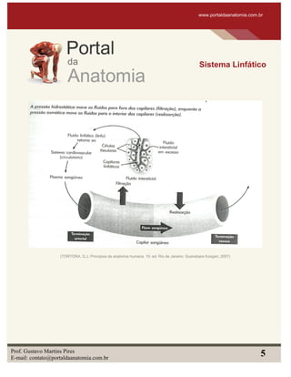 www.portaldaanatomia.com.br
Sistema Linfático
Prof. Gustavo Martins Pires
E-mail: contato@portaldaanatomia.com.br
5
(TORTORA, G.J. Principios de anatomia humana. 10. ed. Rio de Janeiro: Guanabara Koogan, 2007)
 