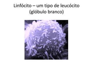 Linfócito – um tipo de leucócito 
(glóbulo branco) 
 