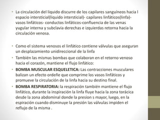 • La circulación del liquido discurre de los capilares sanguíneos hacia l
espacio intersticial(liquido intersticial)- capilares linfáticos(linfa)-
vasos linfáticos- conductos linfáticos-confluencia de las venas
yugular interna y subclavia derechas e izquierdas retorna hacia la
circulación venosa.
• Como el sistema venosos el linfático contiene válvulas que aseguran
un desplazamiento unidireccional de la linfa
• También las mismas bombas que colaboran en el retorno venoso
hacia el corazón, mantiene el flujo linfático:
• BOMBA MUSCULAR ESQUELETICA: Las contracciones musculares
balizan un efecto ordeñe que comprime los vasos linfáticos y
promueve la circulación de la linfa hacia su destino final.
• BOMBA RESPIRATORIA: la respiración también mantiene el flujo
linfático, durante la inspiración la linfa fluye hacia la zona torácica
desde la zona abdominal donde la presion s mayor, luego, en la
espiración cuando disminuye la presión las válvulas impiden el
reflujo de la misma .
 