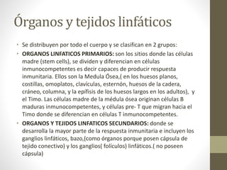 Órganos y tejidos linfáticos
• Se distribuyen por todo el cuerpo y se clasifican en 2 grupos:
• ORGANOS LINFATICOS PRIMARIOS: son los sitios donde las células
madre (stem cells), se dividen y diferencian en células
inmunocompetentes es decir capaces de producir respuesta
inmunitaria. Ellos son la Medula Ósea,( en los huesos planos,
costillas, omoplatos, clavículas, esternón, huesos de la cadera,
cráneo, columna, y la epífisis de los huesos largos en los adultos), y
el Timo. Las células madre de la médula ósea originan células B
maduras inmunocompetentes, y células pre- T que migran hacia el
Timo donde se diferencian en células T inmunocompetentes.
• ORGANOS Y TEJIDOS LINFATICOS SECUNDARIOS: donde se
desarrolla la mayor parte de la respuesta inmunitaria e incluyen los
ganglios linfáticos, bazo,(como órganos porque posen cápsula de
tejido conectivo) y los ganglios( folículos) linfáticos.( no poseen
cápsula)
 