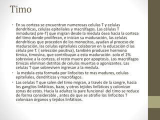 Timo
• En su corteza se encuentran numerosas celulas T y celulas
dendríticas, celulas epiteliales y macrófagos. Las células T
inmaduras( pre-T) que migran desde la medula ósea hacia la corteza
del timo donde proliferan, e inician su maduración, las celulas
dendríticas que proceden de los monocitos, ayudan al proceso de
maduración, las celulas epiteliales colaboran en la educación d las
célula pre T. ( selección positiva), también producen hormona
tímica, timosina, que contribuyan a esta maduración .solo el 2%
sobrevive a la corteza, el resto muere por apoptosis. Los macrófagos
timicos eliminan detritos de celulas muertas o agonizantes. Las
celulas T que sobreviven ingresan a la medula.
• la medula esta formada por linfocitos te mas maduros, celulas
epiteliales, dendríticas y macrófagos.
• Las celulas T que salen del timo migran, a través de la sangre, hacia
los ganglios linfáticos, bazo, y otros tejidos linfáticos y colonizan
zonas de estos. Hacia la adultez la pare funcional del timo se reduce
de forma considerable , antes de que se atrofie los linfocitos T
colonizan órganos y tejidos linfáticos.
 