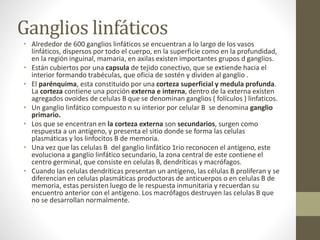 Ganglios linfáticos
• Alrededor de 600 ganglios linfáticos se encuentran a lo largo de los vasos
linfáticos, dispersos por todo el cuerpo, en la superficie como en la profundidad,
en la región inguinal, mamaria, en axilas existen importantes grupos d ganglios.
• Están cubiertos por una capsula de tejido conectivo, que se extiende hacia el
interior formando trabéculas, que oficia de sostén y dividen al ganglio .
• El parénquima, esta constituido por una corteza superficial y medula profunda.
La corteza contiene una porción externa e interna, dentro de la externa existen
agregados ovoides de celulas B que se denominan ganglios ( folículos ) linfaticos.
• Un ganglio linfático compuesto n su interior por celular B se denomina ganglio
primario.
• Los que se encentran en la corteza externa son secundarios, surgen como
respuesta a un antígeno, y presenta el sitio donde se forma las celulas
plasmáticas y los linfocitos B de memoria.
• Una vez que las celulas B del ganglio linfático 1rio reconocen el antígeno, este
evoluciona a ganglio linfático secundario, la zona central de este contiene el
centro germinal, que consiste en celulas B, dendríticas y macrófagos.
• Cuando las celulas dendríticas presentan un antígeno, las células B proliferan y se
diferencian en celulas plasmáticas productoras de anticuerpos o en celulas B de
memoria, estas persisten luego de le respuesta inmunitaria y recuerdan su
encuentro anterior con el antígeno. Los macrófagos destruyen las celulas B que
no se desarrollan normalmente.
 