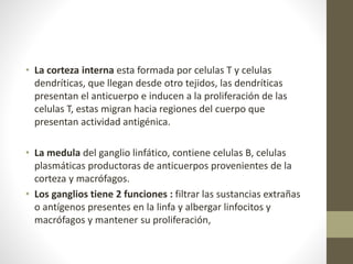 • La corteza interna esta formada por celulas T y celulas
dendríticas, que llegan desde otro tejidos, las dendríticas
presentan el anticuerpo e inducen a la proliferación de las
celulas T, estas migran hacia regiones del cuerpo que
presentan actividad antigénica.
• La medula del ganglio linfático, contiene celulas B, celulas
plasmáticas productoras de anticuerpos provenientes de la
corteza y macrófagos.
• Los ganglios tiene 2 funciones : filtrar las sustancias extrañas
o antígenos presentes en la linfa y albergar linfocitos y
macrófagos y mantener su proliferación,
 