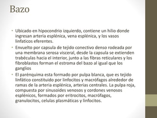 Bazo
• Ubicado en hipocondrio izquierdo, contiene un hilio donde
ingresan arteria esplénica, vena esplénica, y los vasos
linfaticos eferentes.
• Envuelto por capsula de tejido conectivo denso rodeada por
una membrana serosa visceral, desde la capsula se extienden
trabéculas hacia el interior, junto a las fibras reticulares y los
fibroblastos forman el estroma del bazo al igual que los
ganglios
• El parénquima esta formado por pulpa blanca, que es tejido
linfático constituido por linfocitos y macrófagos alrededor de
ramas de la arteria esplénica, arterias centrales. La pulpa roja,
compuesta por sinusoides venosos y cordones venosos
esplénicos, formados por eritrocitos, macrófagos,
granulocitos, celulas plasmáticas y linfocitos.
 