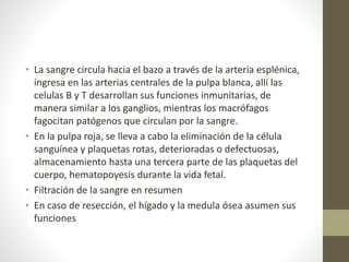 • La sangre circula hacia el bazo a través de la arteria esplénica,
ingresa en las arterias centrales de la pulpa blanca, allí las
celulas B y T desarrollan sus funciones inmunitarias, de
manera similar a los ganglios, mientras los macrófagos
fagocitan patógenos que circulan por la sangre.
• En la pulpa roja, se lleva a cabo la eliminación de la célula
sanguínea y plaquetas rotas, deterioradas o defectuosas,
almacenamiento hasta una tercera parte de las plaquetas del
cuerpo, hematopoyesis durante la vida fetal.
• Filtración de la sangre en resumen
• En caso de resección, el hígado y la medula ósea asumen sus
funciones
 