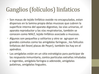 Ganglios (folículos) linfaticos
• Son masas de tejido linfático ovoide no encapsuladas, estan
dispersos en la lamina propia delas mucosas que cubren la
superficie interna del aparato digestivo, las vías urinarias, el
aparato reproductor y las vías respiratorias, también se
conocen como MALT, tejido linfático asociado a mucosas.
• Algunos son pequeños y solitarios y otro se agrupan en
grandes cúmulos como las amígdalas faríngeas , los folículos
linfaticos del íleon( placas de Peyer), también los hay en el
apéndice.
• Las amígdalas están en un sitio estratégico para participar de
las respuesta inmunitaria, contra partículas extrañas inhaladas
o ingeridas, amígdala faríngea o adenoide, amígdalas
palatinas, amígdalas linguales.
 
