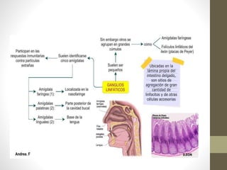 Sistema Linfático.pptx
