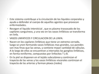 • Este sistema contribuye a la circulación de los líquidos corporales y
ayuda a defender al cuerpo de aquellos agentes que provocan
enfermedades.
• Recogen el liquido intersticial , que es plasma trasvasado de los
capilares sanguíneos, y una vez en los vasos linfáticos se transforma
en linfa.
• VASOS LINFATICOS Y CIRCULACION DE LA LINFA:
• Nacen en los capilares linfáticos que tiene un extremo cerrado,
luego se unen formando vasos linfáticos mas grandes, sus paredes
son mas finas que las venas, y contiene mayor cantidad de válvulas.
A lo largo de ellos se encuentran a intervalos los ganglios linfáticos,
en forma reniforme, compuestos por linfocitos T y B.
• En la piel se disponen en el tejido subcutáneo y continúan el
trayecto de las venas y los vasos linfáticos viscerales continúan el
trayecto de las arterias y forman plexos (redes)
 