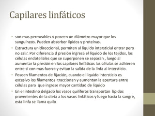Capilares linfáticos
• son mas permeables y poseen un diámetro mayor que los
sanguíneos. Pueden absorber lípidos y proteínas.
• Estructura unidireccional, permiten al liquido intersticial entrar pero
no salir. Por diferencia d presión ingresa el liquido de los tejidos, las
células endoteliales que se superponen se separan , luego al
aumentar la presión en los capilares linfáticos las células se adhieren
entre si con mas fuerza y evitan la salida de la linfa al intersticio.
• Poseen filamentos de fijación, cuando el liquido intersticio es
excesivo los filamentos traccionan y aumentan la apertura entre
células para que ingrese mayor cantidad de liquido
• En el intestino delgado los vasos quilíferos transportan lípidos
provenientes de la dieta a los vasos linfáticos y luego hacia la sangre,
esta linfa se llama quilo
 