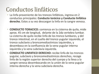 Conductos linfáticos
• La linfa proveniente de los troncos linfáticos, ingresa en 2
conductos principales: Conducto torácico y Conducto linfático
derecho. Estos a su vez descargan la linfa en la sangre venosa.
• CONDUCTO TORACICO: comienza en la cisterna de quilo, mide
aprox. 45 cm de longitud, delante de la 2da vertebra lumbar.
La cisterna de quilo recibe linfa de los tronco lumbares, y del
tronco intestinal, en el cuello del tronco yugular izquierdo, el
tronco subclavio y broncomediastinicos izquierdos, y
desemboca en la confluencia de la vena yugular interna
izquierda y la vena subclavia izquierda.
• CONDUCTO LINFATICO DERECHO: recibe linfa de los troncos
yugular, subclavio y broncomediastinicos derechos, recoge
linfa de la región superior derecha del cuerpo y la lleva a la
sangre venosa desembocando en la unión de la vena yugular
interna derecha y la vena subclavia derecha.
 