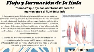 Flujo y formación de la linfa
Vasos linfáticos
1. Bomba respiratoria. El flujo de la linfa también se mantiene por los
cambios de presión que ocurren durante la inhalación. La linfa fluye desde
la región abdominal, donde la presión es mayor, hacia la región torácica,
donde es menor. Cuando las presiones se invierten durante la exhalación,
las válvulas de los vasos linfáticos impiden que la linfa retorne. Además,
cuando un vaso linfático se distiende, el músculo liso de sus paredes se
contrae, lo que ayuda al movimiento de la linfa desde un segmento del
vaso hasta el siguiente.
2. Bomba del músculo esquelético. La acción de "ordeñe" de las
contracciones del músculo esquelético comprime los vasos
linfáticos (y también las venas) y fuerza a la linfa hacia la unión de
las venas yugular interna y subclavicular.
“Bombas” que ayudan al retorno del corazón
manteniendo el flujo de la linfa
 