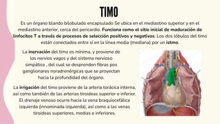 TIMO
Es un órgano blando bilobulado encapsulado Se ubica en el mediastino superior y en el
mediastino anterior, cerca del pericardio. Funciona como el sitio inicial de maduración de
linfocitos T a través de procesos de selección positivos y negativos. Los dos lóbulos del timo
están conectados entre sí en la línea media (mediana) por un istmo.
La irrigación del timo proviene de la arteria torácica interna,
así como también de las arterias tiroideas superior e inferior.
El drenaje venoso ocurre hacia la vena braquiocefálica
izquierda (innominada izquierda), así como a las venas
tiroideas superiores, medias e inferiores.
La inervación del timo es mínima, y proviene de
los nervios vagos y del sistema nervioso
simpático , del cual se desprenden fibras pos
ganglionares noradrenérgicas que se proyectan
hacia la profundidad del órgano.
 