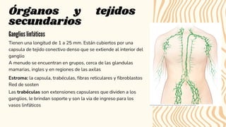 Tienen una longitud de 1 a 25 mm. Están cubiertos por una
capsula de tejido conectivo denso que se extiende al interior del
ganglio
Órganos y tejidos
secundarios
A menudo se encuentran en grupos, cerca de las glandulas
mamarias, ingles y en regiones de las axilas
Ganglios linfáticos
Estroma: la capsula, trabéculas, fibras reticulares y fibroblastos
Red de sosten
Las trabéculas son extensiones capsulares que dividen a los
ganglios, le brindan soporte y son la via de ingreso para los
vasos linfáticos
 