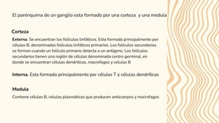 El parénquima de un ganglio esta formado por una corteza y una medula
Corteza
Medula
Externa. Se encuentran los folículos linfáticos. Esta formada principalmente por
células B, denominadas folículos linfáticos primarios. Los folículos secundarios
se forman cuando un folículo primario detecta a un antígeno. Los folículos
secundarios tienen una región de células denominada centro germinal, en
donde se encuentran células dendriticas, macrofagos y celulas B
Interna. Esta formado principalmente por células T y células dendríticas
Contiene células B, celulas plasmáticas que producen anticuerpos y macrofagos
 