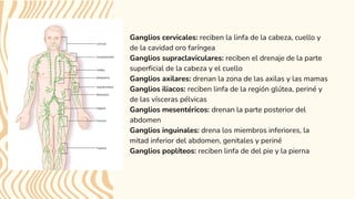 Ganglios cervicales: reciben la linfa de la cabeza, cuello y
de la cavidad oro faríngea
Ganglios supraclaviculares: reciben el drenaje de la parte
superficial de la cabeza y el cuello
Ganglios axilares: drenan la zona de las axilas y las mamas
Ganglios iliacos: reciben linfa de la región glútea, periné y
de las vísceras pélvicas
Ganglios mesentéricos: drenan la parte posterior del
abdomen
Ganglios inguinales: drena los miembros inferiores, la
mitad inferior del abdomen, genitales y periné
Ganglios poplíteos: reciben linfa de del pie y la pierna
 