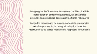 Los ganglios linfáticos funcionan como un filtro. La linfa
ingresa por un extremo del ganglio, las sustancias
extrañas son atrapadas dentro por las fibras reticulares
Luego los macrófagos destruyen parte de las sustancias
extrañas por medio de la fagocitosis y los linfocitos
destruyen otras partes mediante la respuesta inmunitaria
 